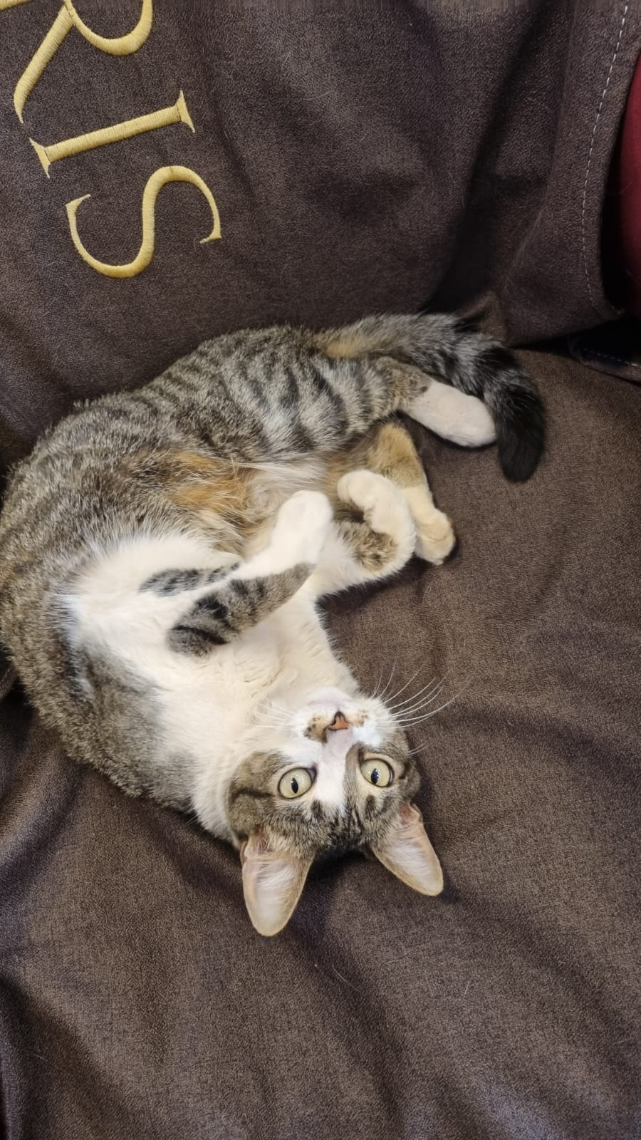 Gato da Paris Colchões descansando em manta com a logo da loja