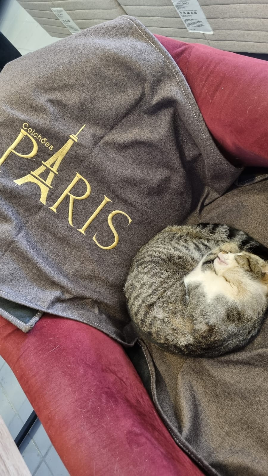 Um dos gatos da Paris Colchões cochilando em poltrona da loja