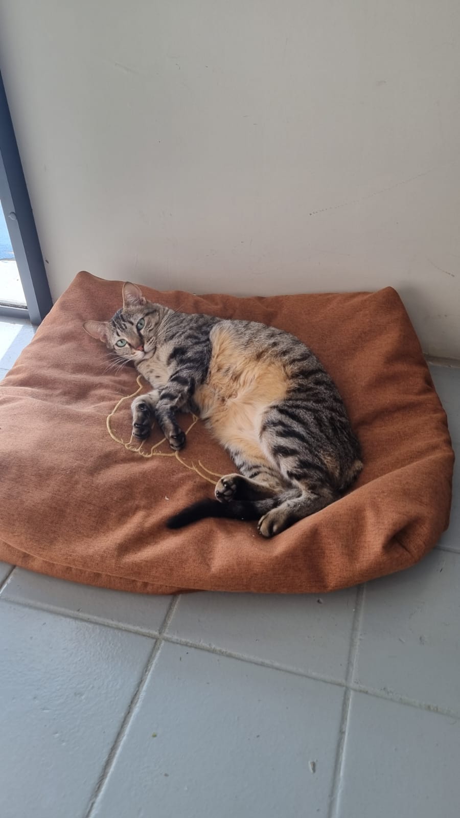 Cama personalizada para pet, produzida pela Paris Colchões